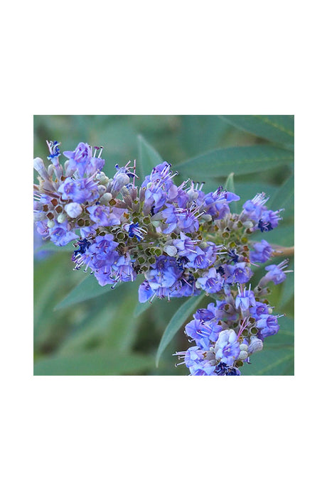 Chaste Tree - Vitex Agnus