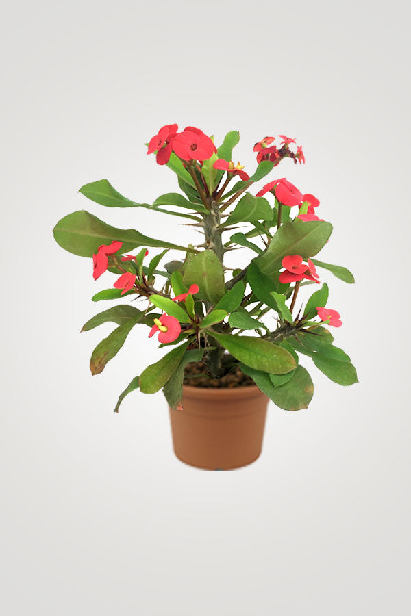 Graceful Flowering Plants – Beautiful Blooms for Your Home & Garden