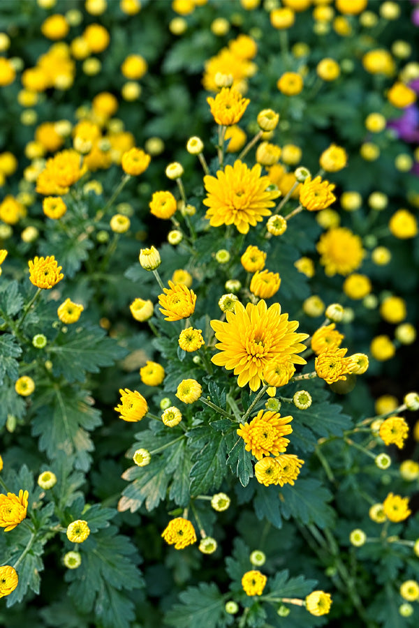 Close view of yellow Chrysanthemum flowers in full bloom
