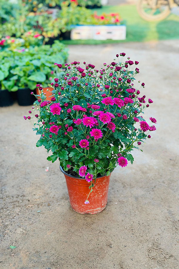 Chrysanthemum - Outdoor Flowering Plant