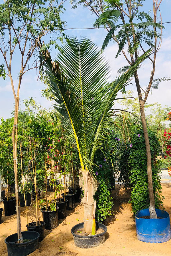 Coconut Tree - Cocos Nucifera