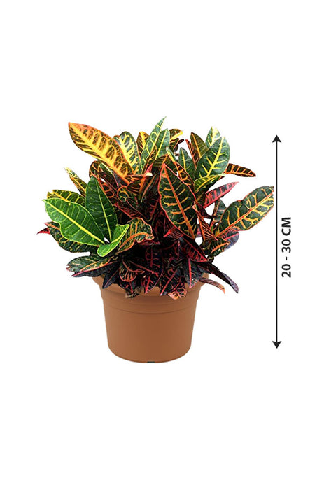 Croton Plant - Codiaeum Variegatum