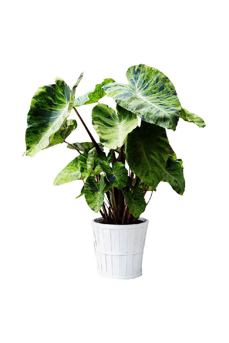 Colocasia Esculenta Mojito with large heart-shaped leaves marbled in lime green and dark speckles, tropical plant in pot
