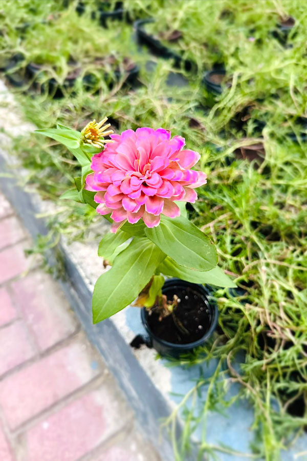 Common Zinnia - Zinnia Elegans Outdoor Flowering Plant with Bright Colorful Blooms