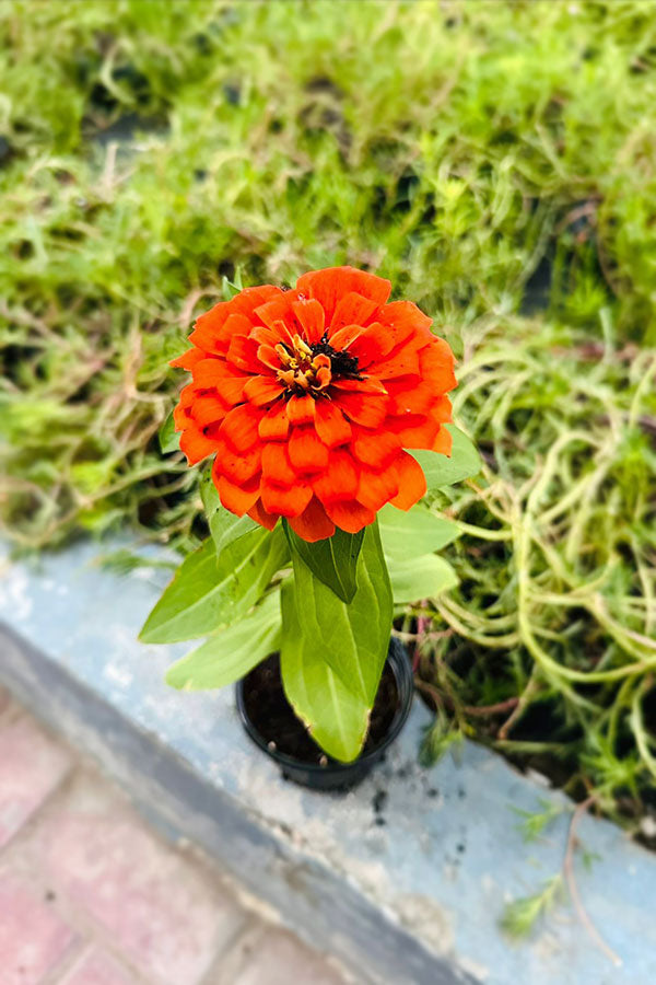 Common Zinnia - Zinnia Elegans