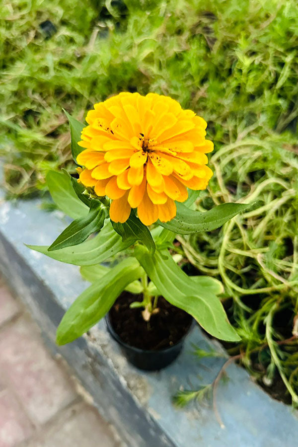 Common Zinnia - Zinnia Elegans