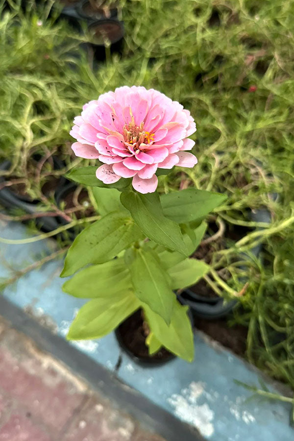 Common Zinnia - Zinnia Elegans