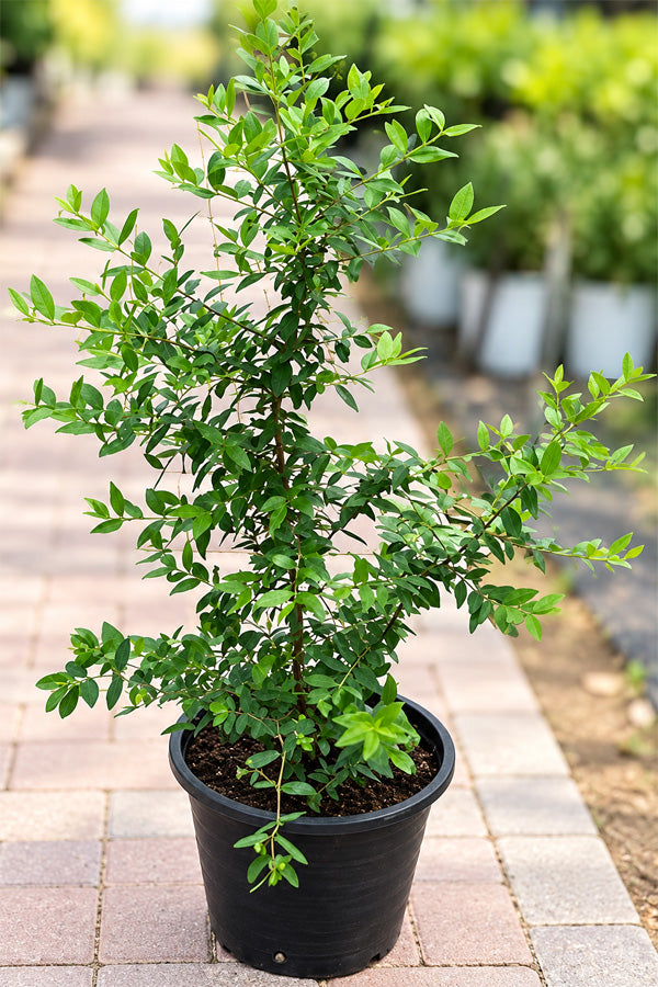 Common Myrtle - Myrtus