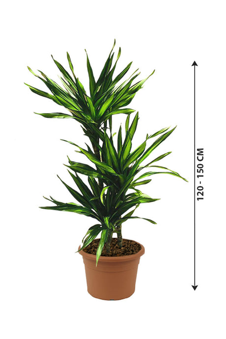 Corn Plant - Ornamental Plant