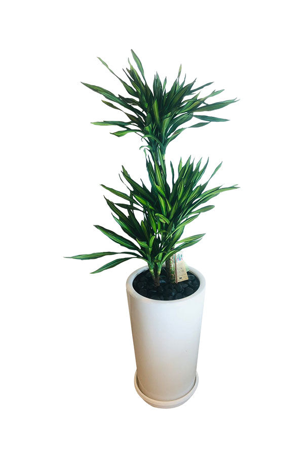 Corn Plant - Dracaena Fragrans - Office Plant - Buy Indoor Plants Online at Plantsworld.ae