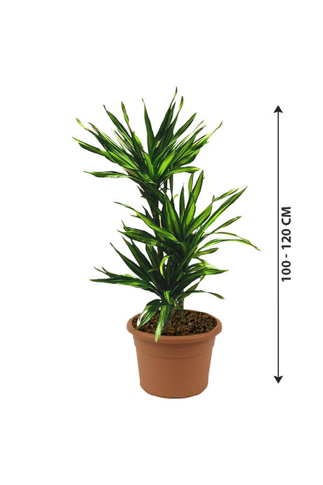 Corn Plant - Ornamental Plant