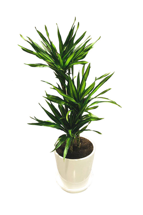 Corn Plant - Ornamental Plant