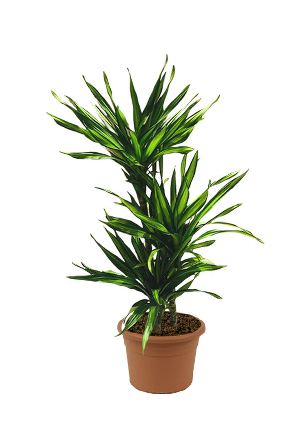 Corn Plant - Ornamental Plant