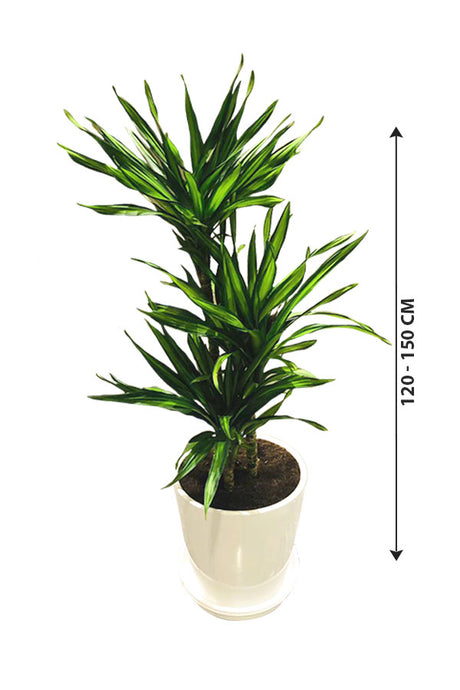 Corn Plant - Ornamental Plant