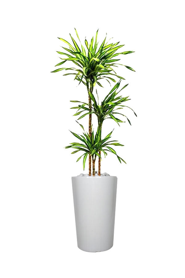 Tall Corn Plant (Dracaena fragrans) in modern office space – Indoor plant Dubai – Plantsworld.ae