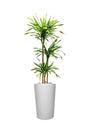 Tall Corn Plant (Dracaena fragrans) in modern office space – Indoor plant Dubai – Plantsworld.ae