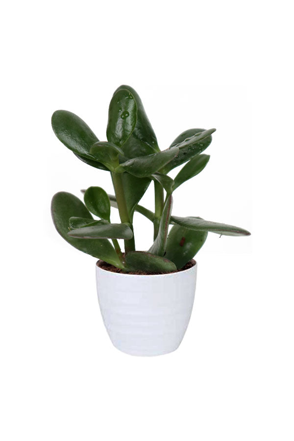 Crassula Ovata-Dollar Plant-In Ceramic Pot