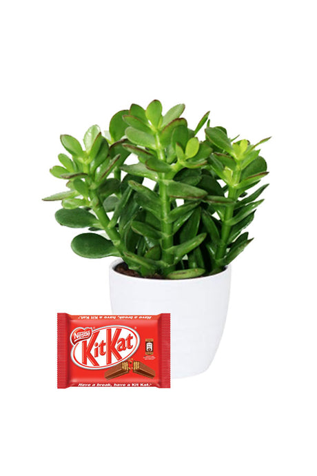 Crassula Ovata plant with a box of chocolates, ideal for Valentine’s Day gifting