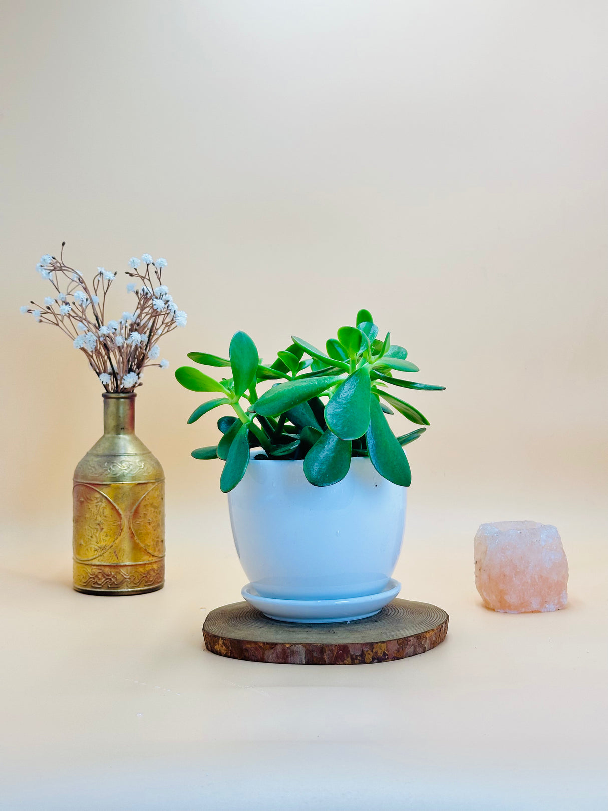 Crassula Ovata (Jade Plant) with glossy green leaves in a sleek white ceramic pot – perfect indoor succulent plant from PlantsWorld.ae