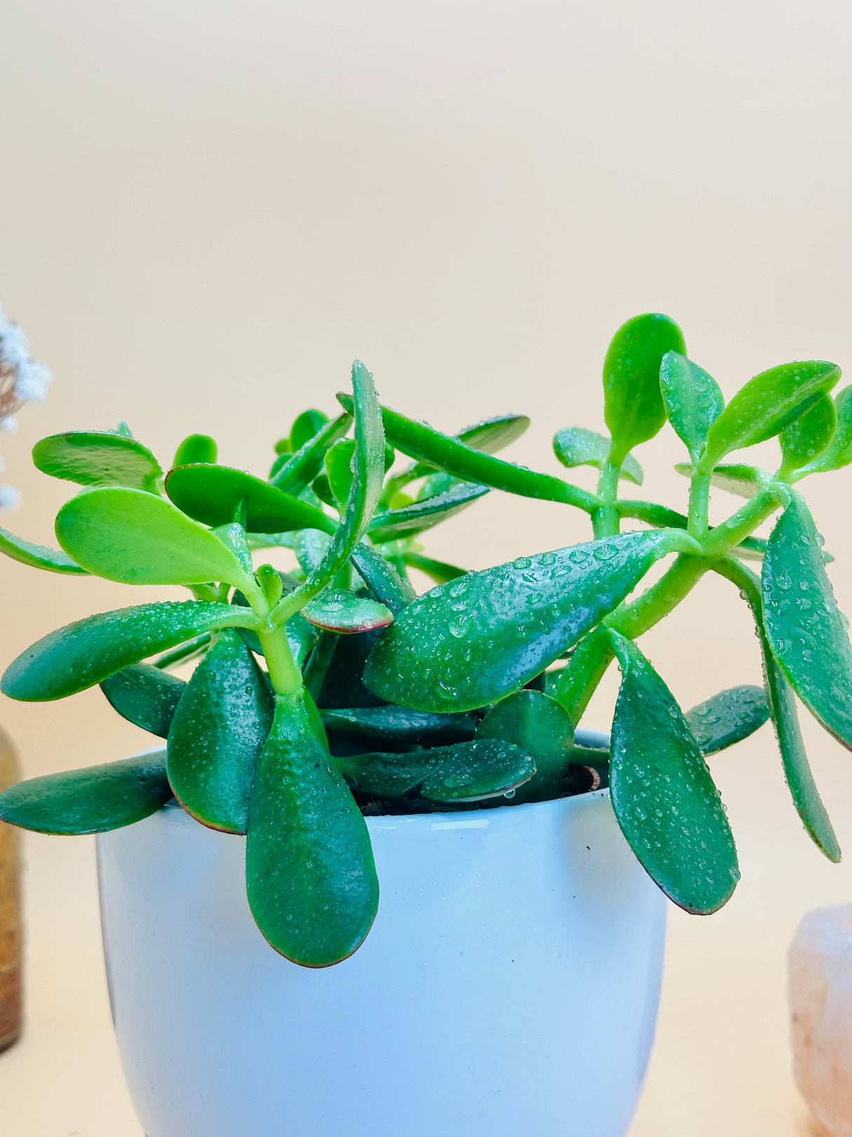 Crassula Ovata With White Ceramic Pot