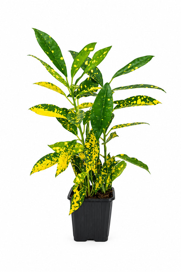 Croton Gold Dust - Codiaeum Variegatum