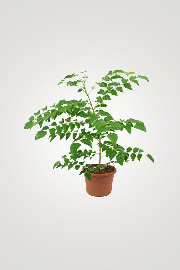 Herbal Plant Combo