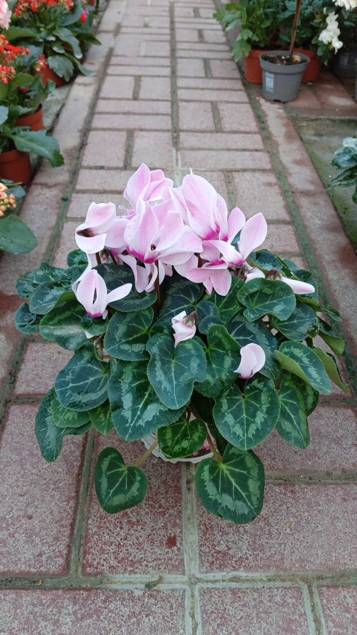 Cyclamen Swinebread - Outdoor Seasonal Flowering