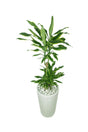 Dracaena Gold Coast indoor plant for hire in Dubai – Elegant greenery from Plantsworld.ae