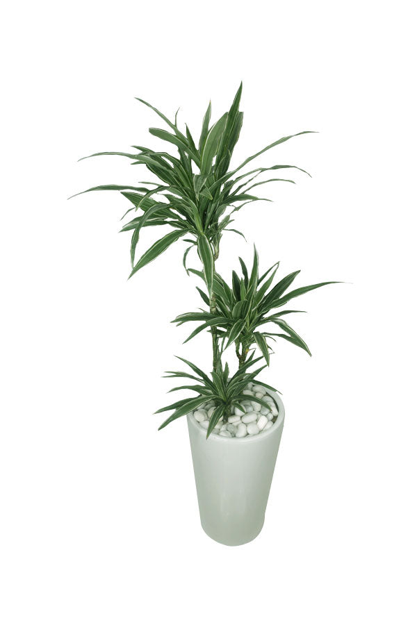Dracaena Warneckii indoor office plant for hire in Dubai – Stylish striped foliage – Plantsworld.ae