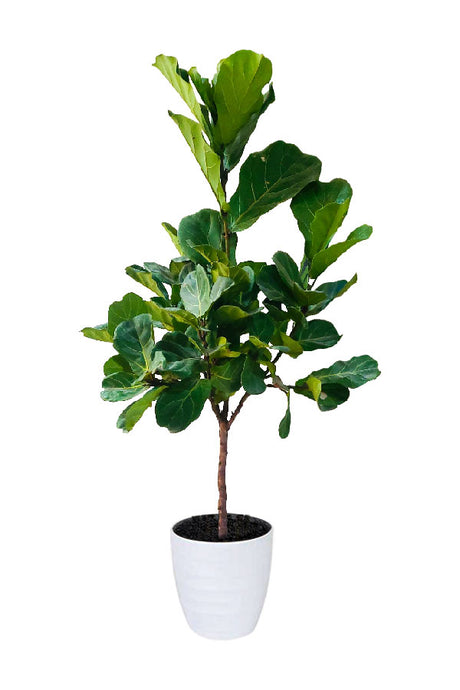 Fiddle Leaf Branched Indoor Plant – Large Green Leaves – Decorative Houseplant UAE
