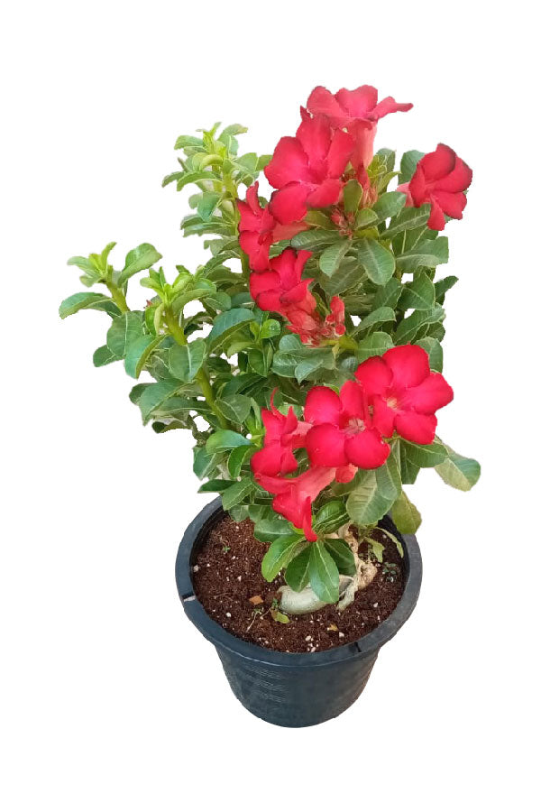 Desert Rose (Adenium Obesum) flowering outdoor plant available at PlantsWorld.ae – Perfect for UAE gardens and landscapes