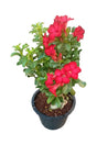 Desert Rose (Adenium Obesum) flowering outdoor plant available at PlantsWorld.ae – Perfect for UAE gardens and landscapes