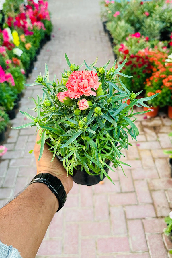 Dianthus Caryophyllus - Carnation