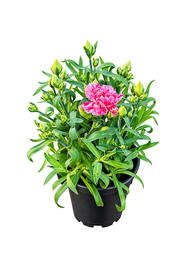 Dianthus Caryophyllus - Carnation