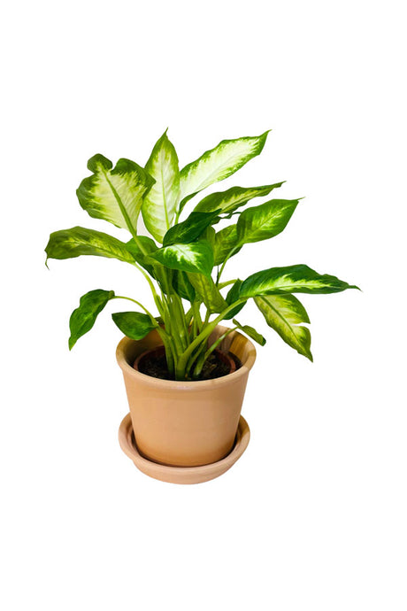 Dieffenbachia Camilla with Clay Pot – Elegant Indoor Plant for Home or Office with Green and White Leaves