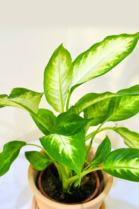 Dieffenbachia Camilla with Clay Pot