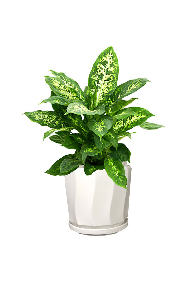 Dieffenbachia Compacta plant in a modern ceramic pot on an office desk, ideal as a tabletop plant for workspaces.