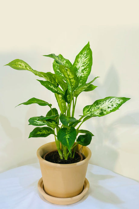 Dieffenbachia Compacta with Clay Pot