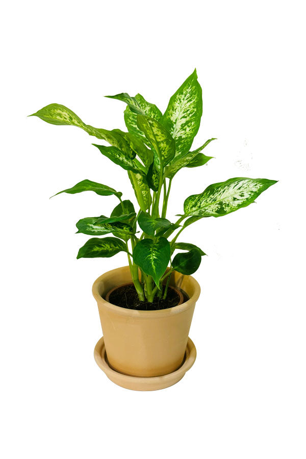 Dieffenbachia Compacta with Clay Pot