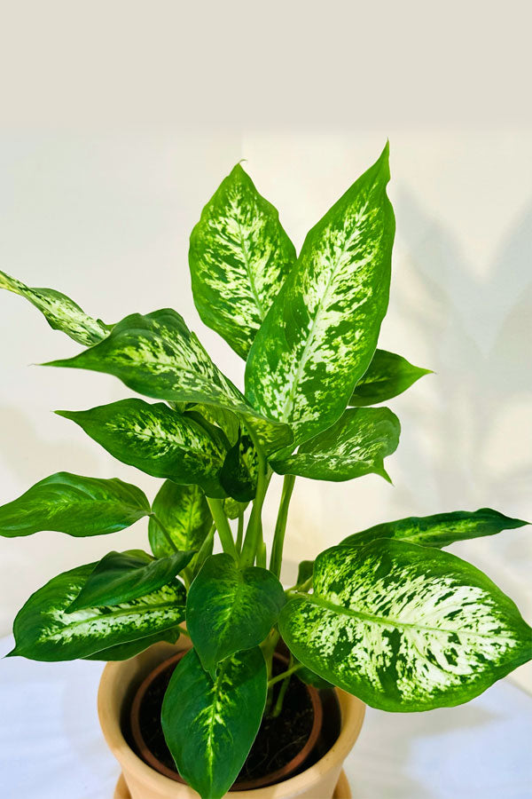 Dieffenbachia Compacta with Clay Pot