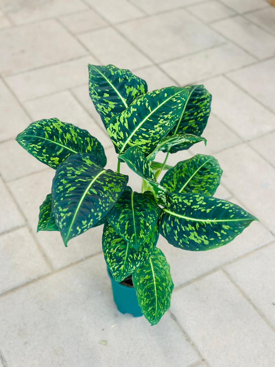 Dieffenbachia Reflector