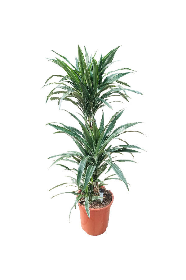 Dracaena Warneckii - Striped Dracaenas