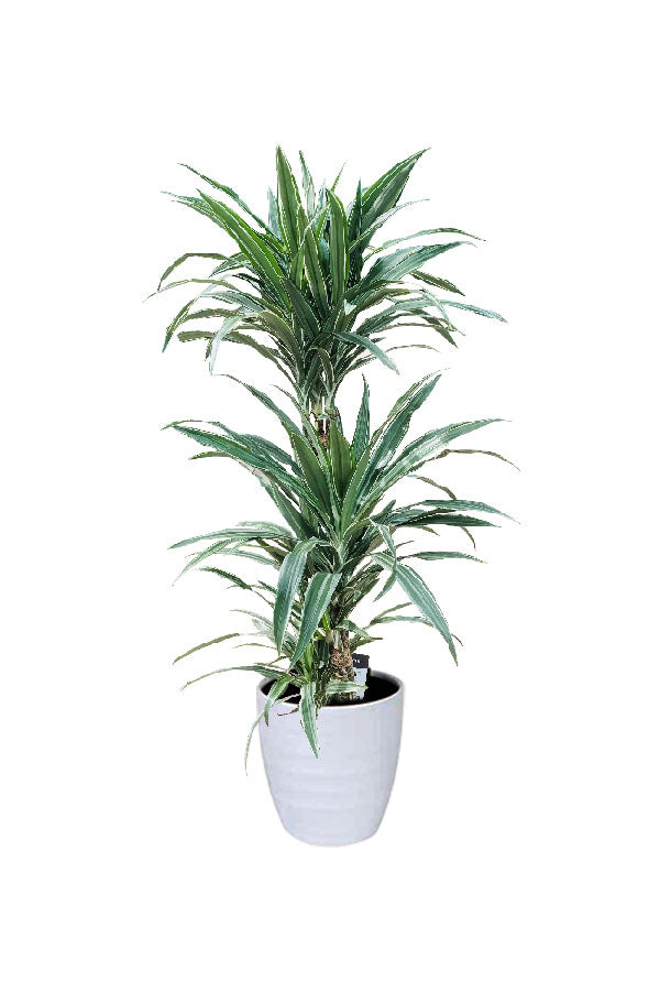 Dracaena Warneckii - Striped Dracaena Indoor Plant with Green and White Striped Foliage