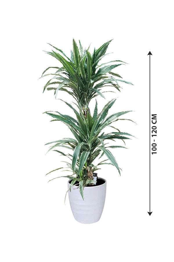 Dracaena Warneckii - Striped Dracaenas