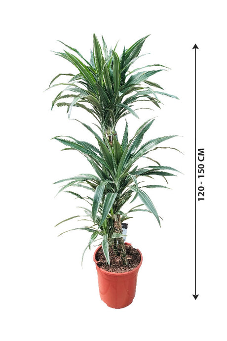 Dracaena Warneckii - Striped Dracaenas
