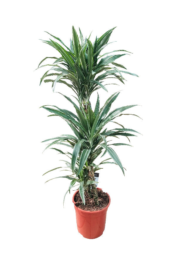 Dracaena Warneckii - Striped Dracaenas