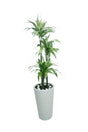 Dracaena Lemon Lime indoor plant hire in Dubai – Vibrant foliage – Plantsworld.ae