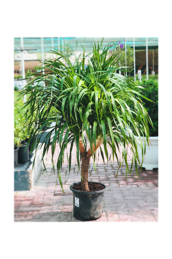 Dracaena Draco Branched – Dragon Tree with multiple sculpted branches in a decorative pot for indoor or outdoor use