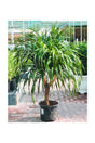 Dracaena Draco Branched – Dragon Tree with multiple sculpted branches in a decorative pot for indoor or outdoor use