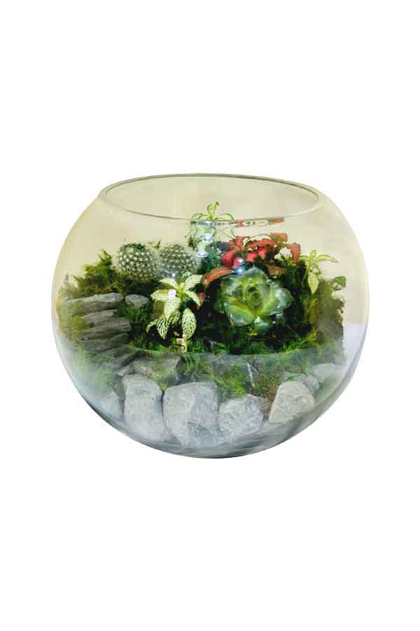 Dream Terrarium - Elegant Glass Terrarium for Home and Office Decor